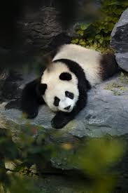 Lucky for you, unsplash photographers have ventured where others wouldn't dare and photographed the panda. Panda Wallpapers Free Hd Download 500 Hq Unsplash