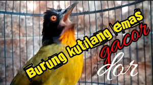 Dec 13, 2019 · namun untuk kali ini dibagikan mengenai mitos terkait pemeliharaan burung kutilang emas. Video Burung Kutilang Emas 5 Simple Techniques For Video Music Dowload Music Radio Streaming