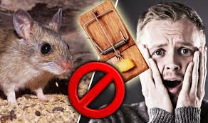 Get Rid Of Mice The Signs Of House Mice What Does A Mouse Eat And How To Trap Them Express Co Uk
