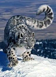 Snow Leopard Habitat and Distribution in Central Asia