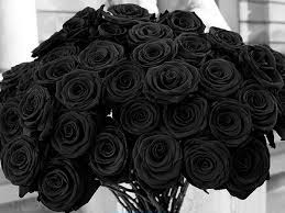 الهالفيتي وردة نادرة باللون الأسود تعرف على معلومات عنها
