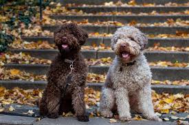 Der italienischer wasserhund ist ein sehr fügsamer und aufgeweckter hund, der nur so vor lebendigkeit und energie strotzt. Lagotto Romagnolo Zucht Menden Italienische Wasserhunde Aus Dem Sauerland