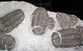 The picture shows the head. Trilobita Digital Atlas Of Ancient Life