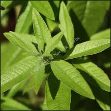 / greek lemon verbena 20g werbena cytrynowa 100% natural lemon verbena herbal tea. Lemon Verbena Aloysia Citriodora Buy Plants From Norfolk Herbs