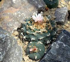 It's been used by indigenous shamans for centuries in bolivia particularly in and around the la paz region. Psychedelic Cacti Psychonautwiki