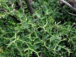 Image result for Carissa bispinosa