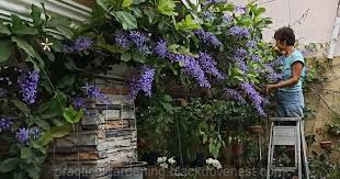 Image result for Petrea volubilis