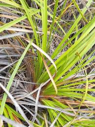 Image result for Costularia natalensis