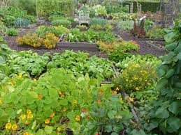 Next, cover the area with a clear plastic tarp that's been cut to the desired size of your new garden space. Companion Vegetable Garden Layout The Old Farmer S Almanac