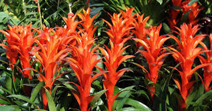 This is why these are so popular as house plants. Guzmania Plant Care Growing Colorful Bromeliad Plants