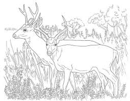 Awesome Image Of Hunting Coloring Pages Albanysinsanity Com Deer Coloring Pages Animal Coloring Pages Horse Coloring Pages
