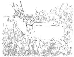 Free, printable coloring pages for adults that are not only fun but extremely relaxing. Awesome Image Of Hunting Coloring Pages Albanysinsanity Com Deer Coloring Pages Horse Coloring Pages Animal Coloring Pages