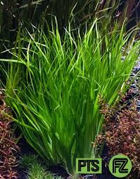 Image result for Eriocaulon schimperi