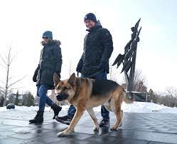 Livonia considers leash, extreme temperature laws for pets