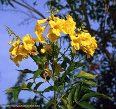 If you prune later in the season, you might remove flower buds for the next year. Texas Native Plants Database Texas Native Plants Native Plants Plants
