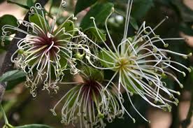 Image result for Maerua duchesnei