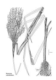 Image result for Panicum subalbidum