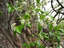 Image result for Ancylobothrys