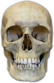 To Be Or Not To Be That Is The Question Skull To Be Or Not To Be That Is The Question Act Iii Scene I Ilustracao Retrato Caveira
