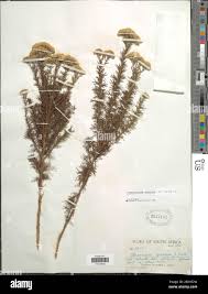 Image result for Phymaspermum