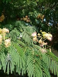 Image result for Mimosa scabrella