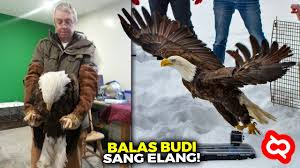 Check spelling or type a new query. Punya Cakar Super Besar Inilah Burung Elang Terbesar Penguasa Udara Yg Masih Hidup Sampai Sekarang Youtube