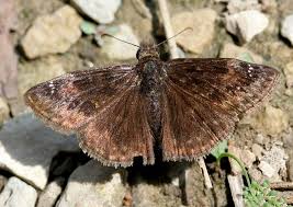 Image result for Indigofera wituensis