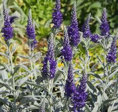 Image result for Veronica abyssinica