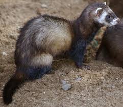 File Polecat In Denmark Jpg Ferret Mammals European Polecat