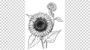 Professional artists learn this in art school, but the average colorist has never seen it before. Coloring Book Colouring Pages Drawing Flower Watercolor Painting Sunflower Monochrome Png Klipartz