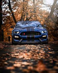 Mustang Gt500 Gt500 Mustang Mustang Gt500 Ford Mustang Shelby Mustang Shelby