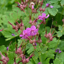 Image result for Chlorophytum macrorrhizum