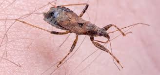 10 Terrifying Diseases You Re Going To Be Hearing A Lot More About Invisiverse Wonderhowto