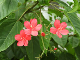 Image result for Jatropha seineri