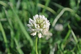 Maybe you would like to learn more about one of these? Download Free Photo Of White Flower Grass Big Nbsp Flower Zoomed In White Little Flower From Needpix Com