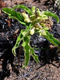 Image result for Raphionacme madiensis