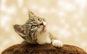 Téléchargez un joli fond d'écran chat. Fonds D Ecran Chats Chatons Gratuits