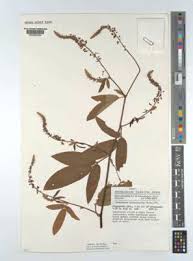 Image result for Pleurolobus tanganyikensis