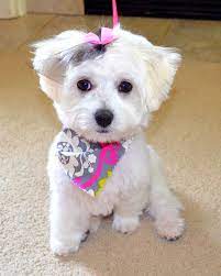 Lily 12 Weeks Old Maltese Puppy Maltese Puppy Maltese Dogs Small Pets