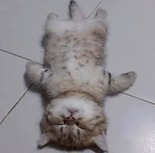 牠看起來睡得非常香甜 圖擷自爆廢公社二社 cute baby cats baby animals funny cute cats