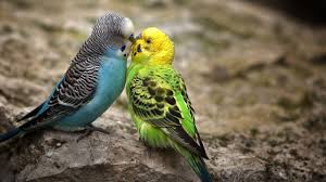 Birds 1 High Definition Wallpaper Animals Kissing Budgies Bird Cute Birds
