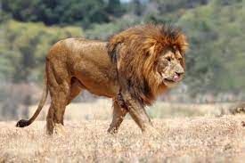 Panthera Leo Lion Subspecies Lion Species Big Cats African Lion
