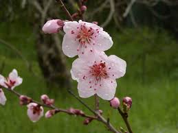 Image result for Prunus persica