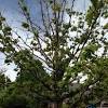 The sweet nuts ripen in the fall of the year and are excellent for roasting or candied. Https Encrypted Tbn0 Gstatic Com Images Q Tbn And9gcrnhvxy9ini0qntubkvwdkt4 Pfaj Am Xsxzgnzvznquvssmn Usqp Cau