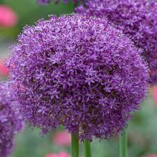 Flowers bulbs for sale online. Wholesale Flowerbulbs Colorblends Wholesale Flower Bulbs From Holland