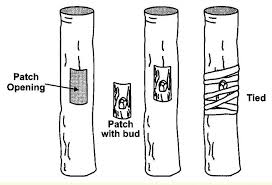 Patch Budding Technique