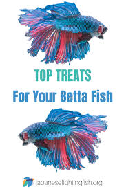 Betta Fish Treats Japanesefightingfish Org Betta Fish Betta Betta Fish Tank