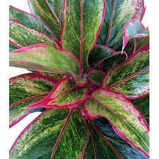 Siam Aurora Chinese Evergreen Plant Aglaonema Grows In Dim Light 6 Pot Walmart Com Chinese Evergreen Plant Evergreen Plants Chinese Evergreen