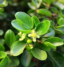 Image result for Ziziphus mauritiana
