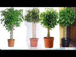 923 768 ا* أثيوبيا ع: Ø£Ù†ÙˆØ§Ø¹ Ø§Ù„Ù†Ø¨Ø§ØªØ§Øª Ø§Ù„Ø¯Ø§Ø®Ù„ÙŠØ© Ø³Ù‡Ù„Ø© Ø§Ù„Ø¹Ù†Ø§ÙŠØ© Ø´Ø¬ÙŠØ±Ø© ÙÙŠÙƒØ³ Ø¨Ù†Ø¬Ø§Ù…ÙŠÙ†Ø§ Ficus Benjamina Youtube